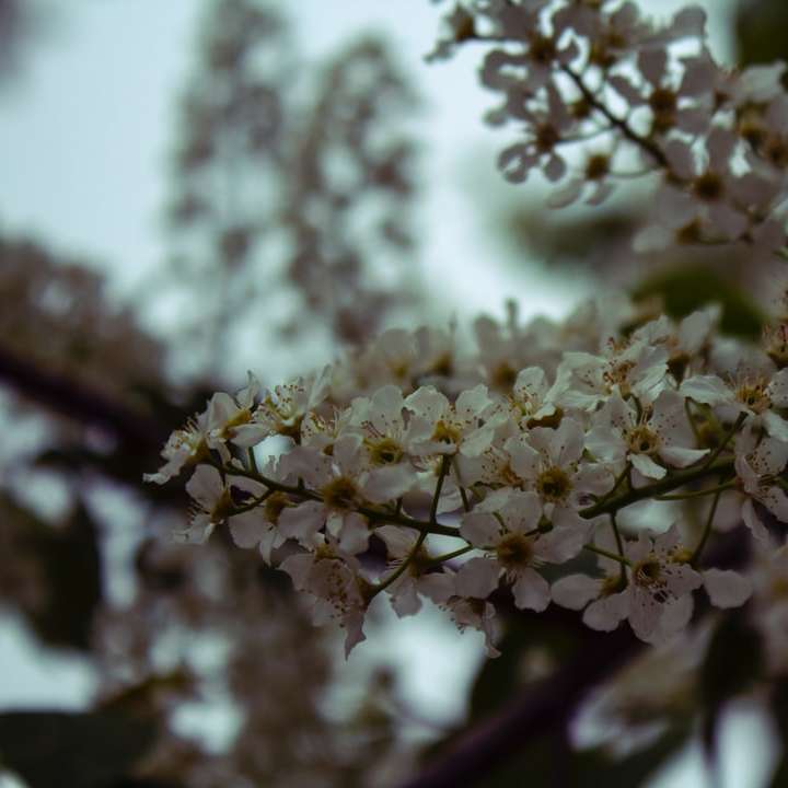 flores brancas em lente tilt shift puzzle online