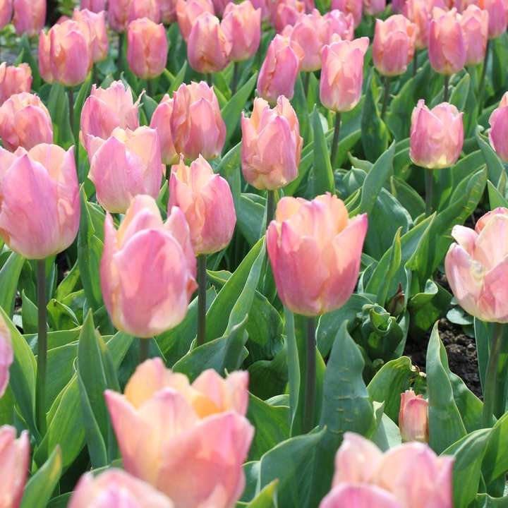 campo de tulipas rosa durante o dia puzzle deslizante online