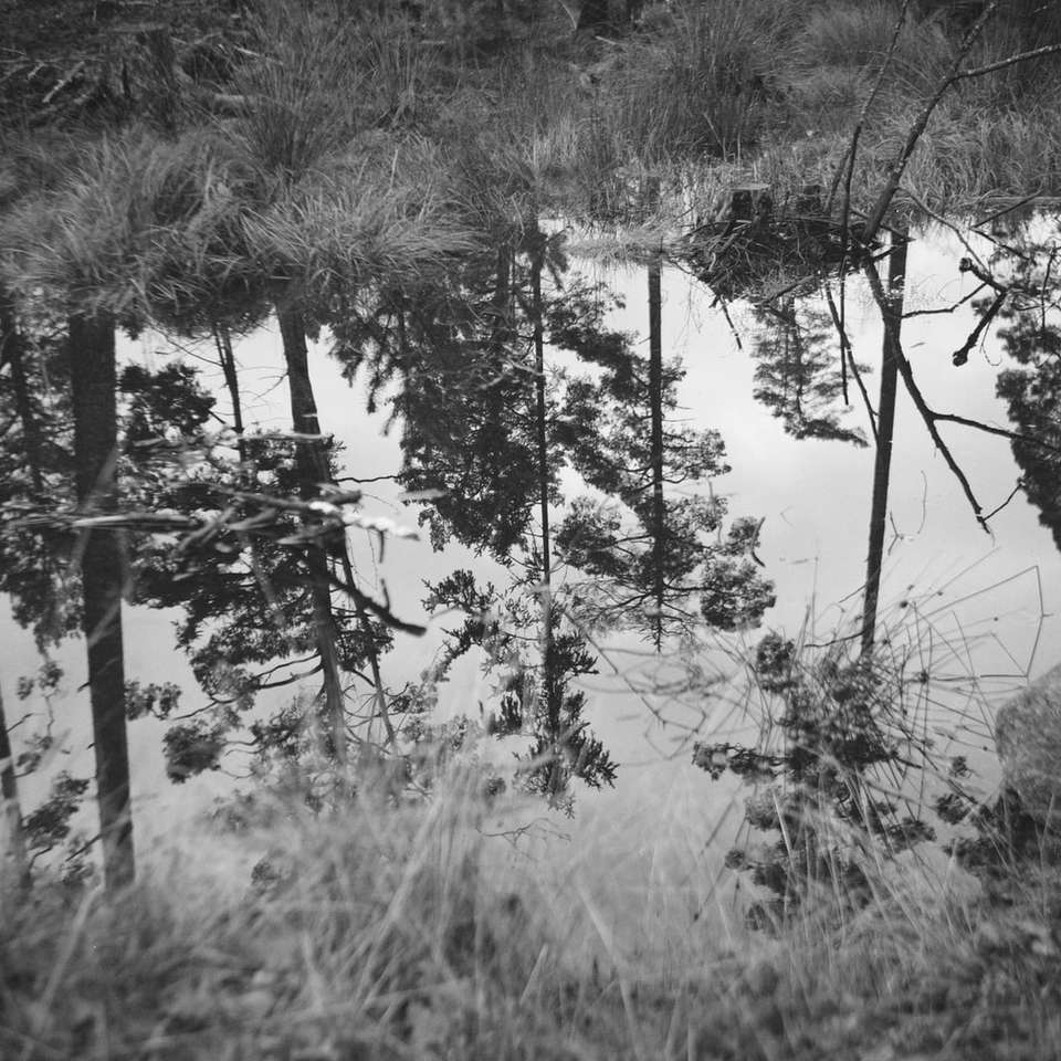 grijswaardenfoto van bomen in de buurt van water schuifpuzzel online