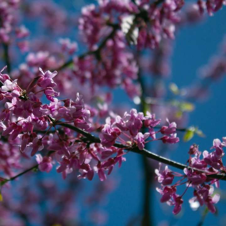 チルトシフトレンズのピンクと白の花 オンラインパズル