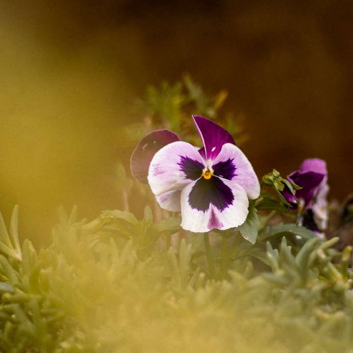 昼間に咲く紫と白の花 スライディングパズル・オンライン