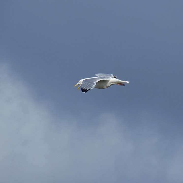 λευκό πουλί που πετά κάτω από το γαλάζιο του ουρανού κατά τη διάρκεια της ημέρας online παζλ