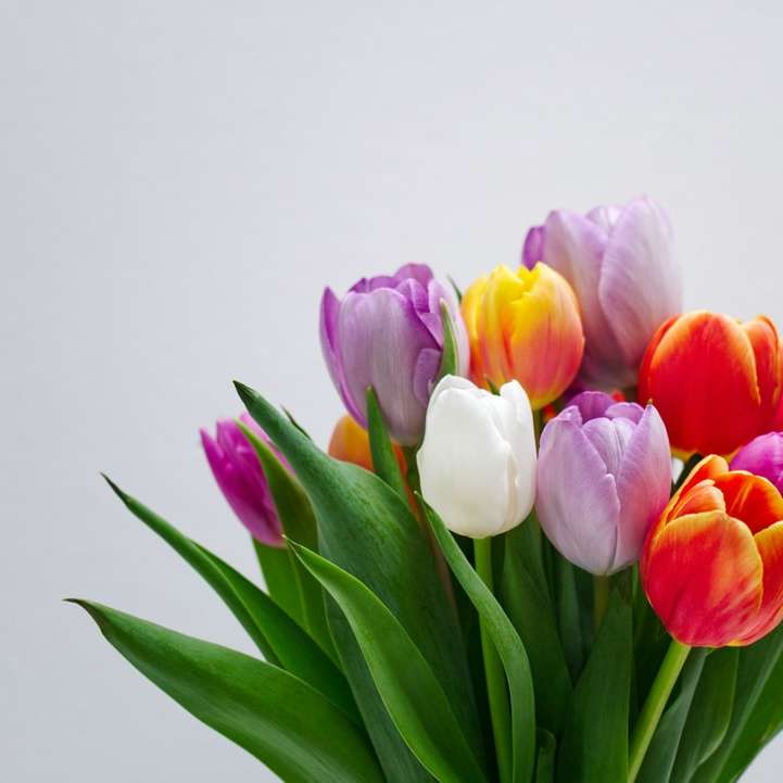 tulipanes rosados blancos y rojos rompecabezas en línea