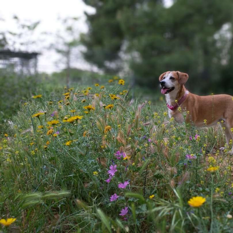 brun kort belagd hund på grönt gräs under dagtid glidande pussel online