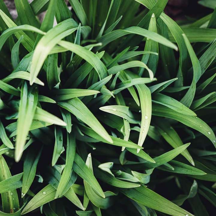grön växt i närbildfotografering Pussel online