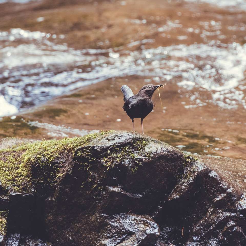 pájaro negro en la roca cerca del agua rompecabezas en línea