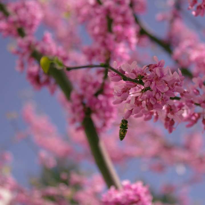rosa körsbärsblom i närbildfotografering glidande pussel online