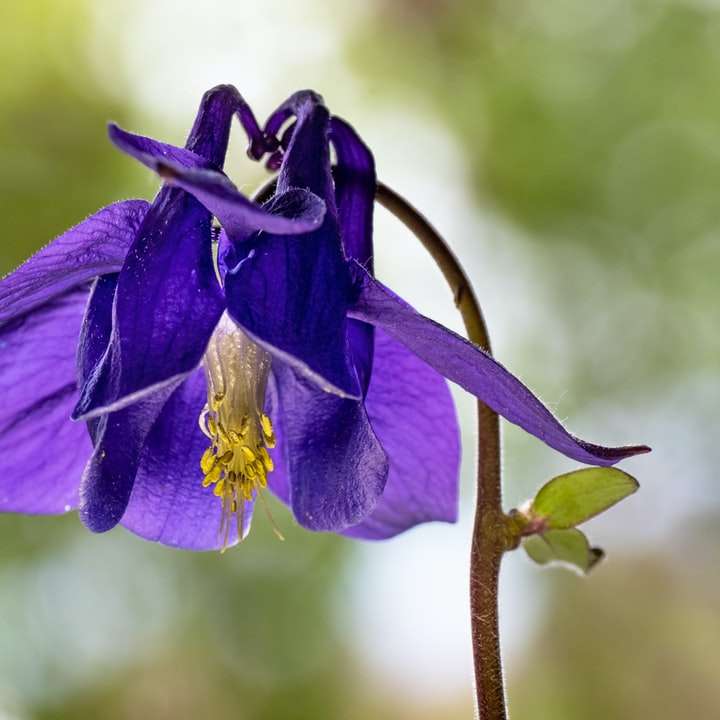 фіолетова квітка в об'єктиві з нахилом онлайн пазл