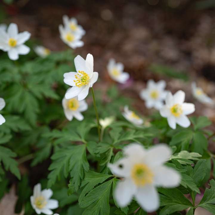 λευκά λουλούδια με πράσινα φύλλα online παζλ