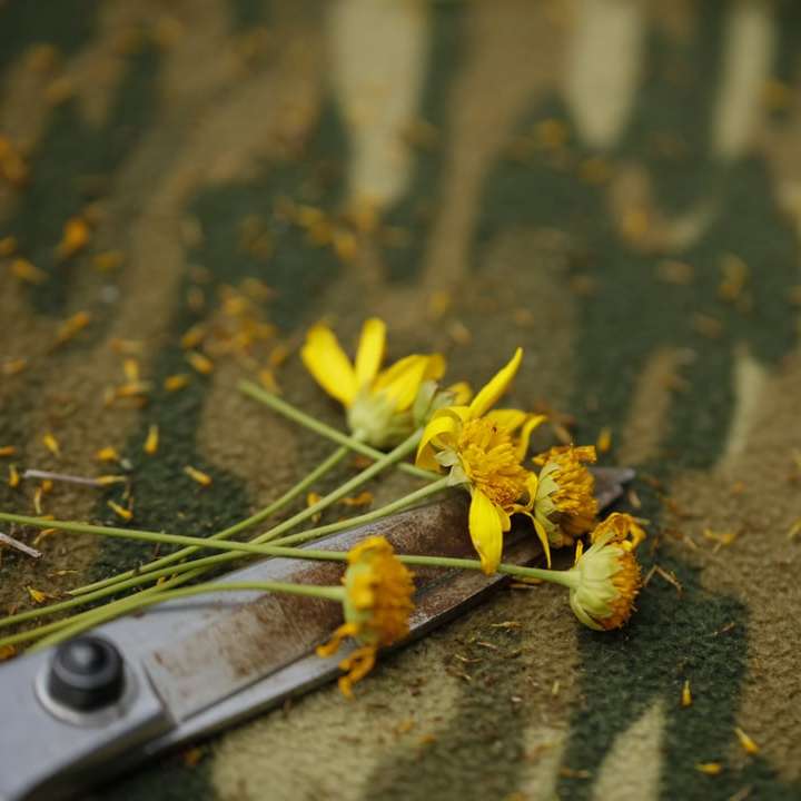 κίτρινο λουλούδι σε καφέ ξύλινη επιφάνεια συρόμενο παζλ online