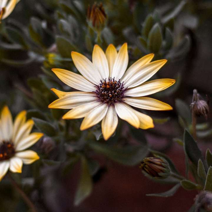 white and yellow flower in tilt shift lens sliding puzzle online