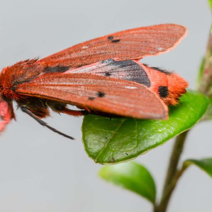 red and brown moth on green leaf online puzzle