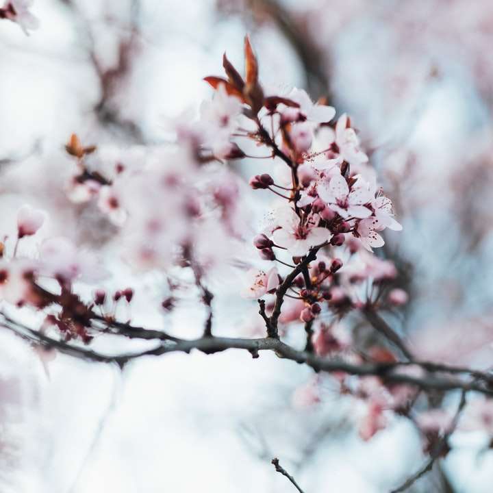bílý a růžový třešňový květ online puzzle