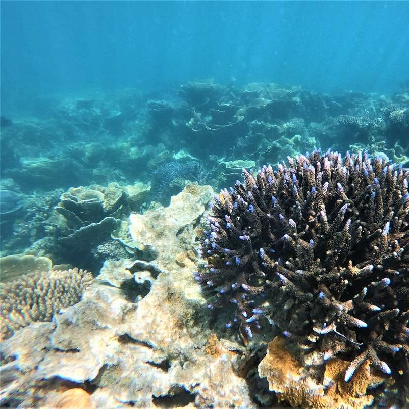 schwarzes und braunes Korallenriff Schiebepuzzle online