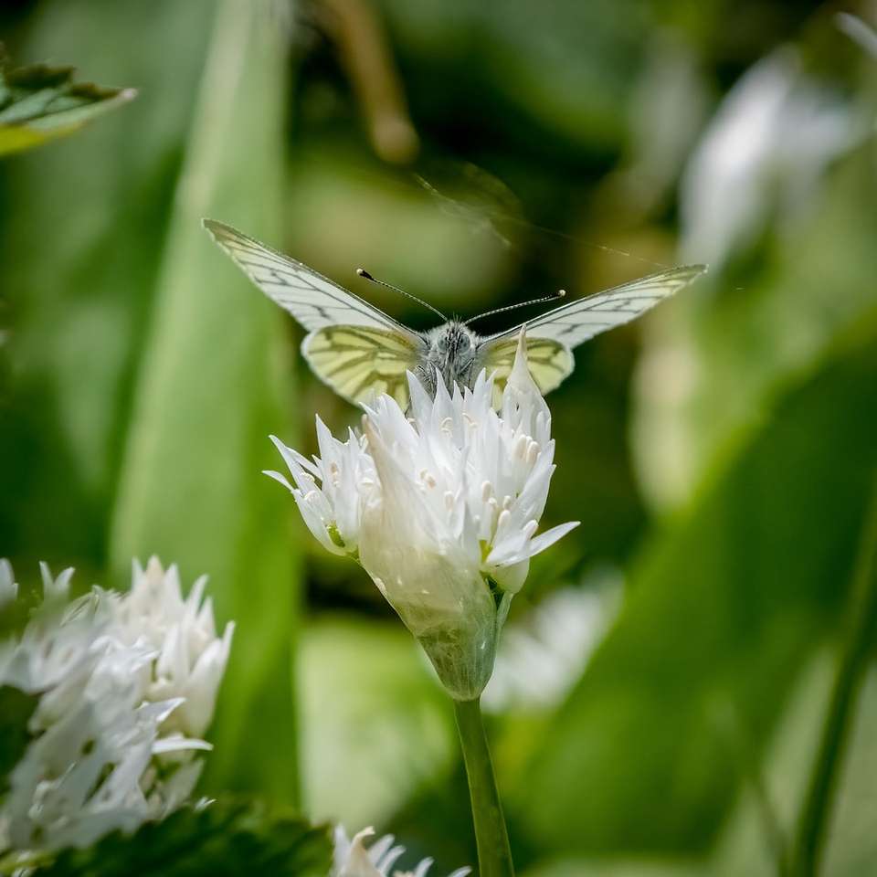 ασπρόμαυρη πεταλούδα στο άσπρο λουλούδι συρόμενο παζλ online
