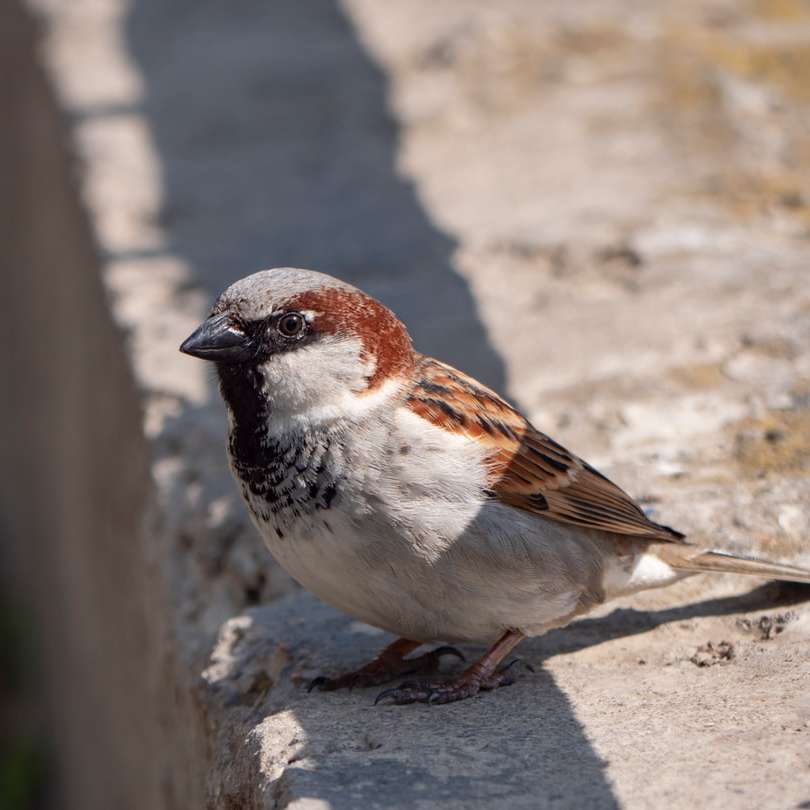 Pájaro blanco y marrón sobre la superficie de hormigón gris durante el día rompecabezas en línea