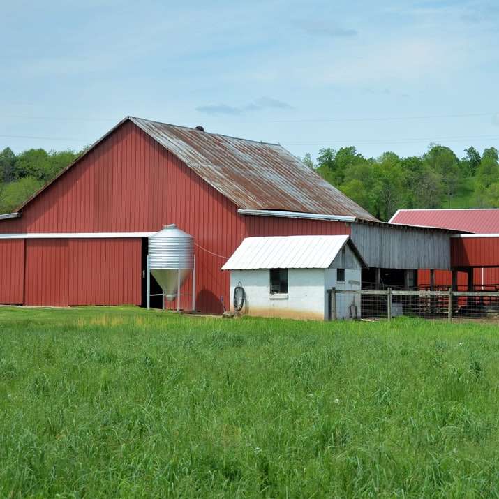 czerwony i biały dom w stodole na polu zielonej trawy w ciągu dnia puzzle przesuwne online