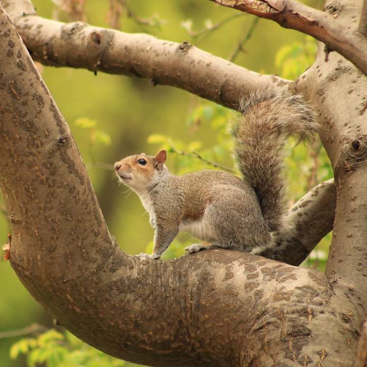 braunes Eichhörnchen auf braunem Ast während des Tages Online-Puzzle