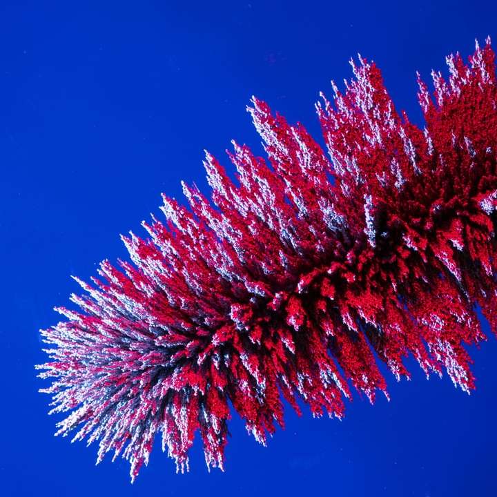 czerwono-biała roślina na niebieskim tle puzzle przesuwne online