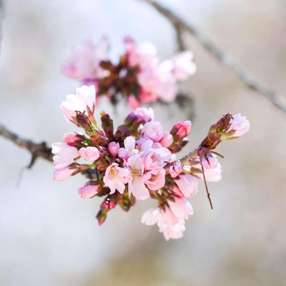 Flores cor-de-rosa e brancas no ramo de árvore marrom puzzle deslizante online