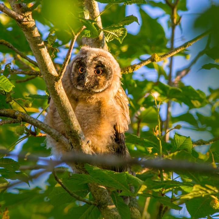 hnědá sova na větvi stromu během dne online puzzle