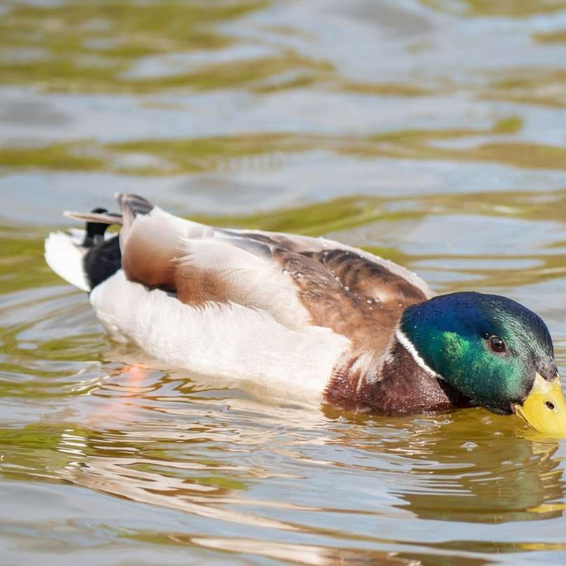 brązowo-zielona kaczka na wodzie puzzle przesuwne online