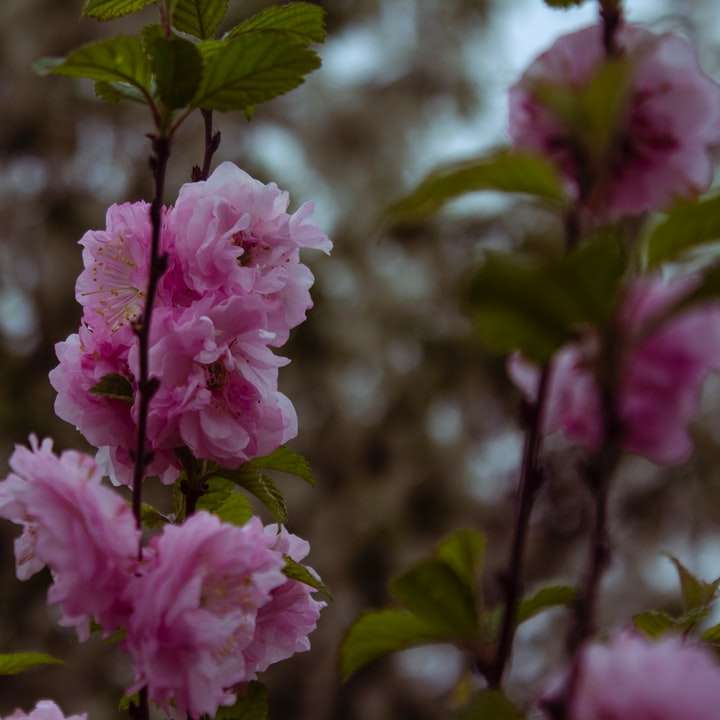 розово цвете в накланяща се леща плъзгащ се пъзел онлайн