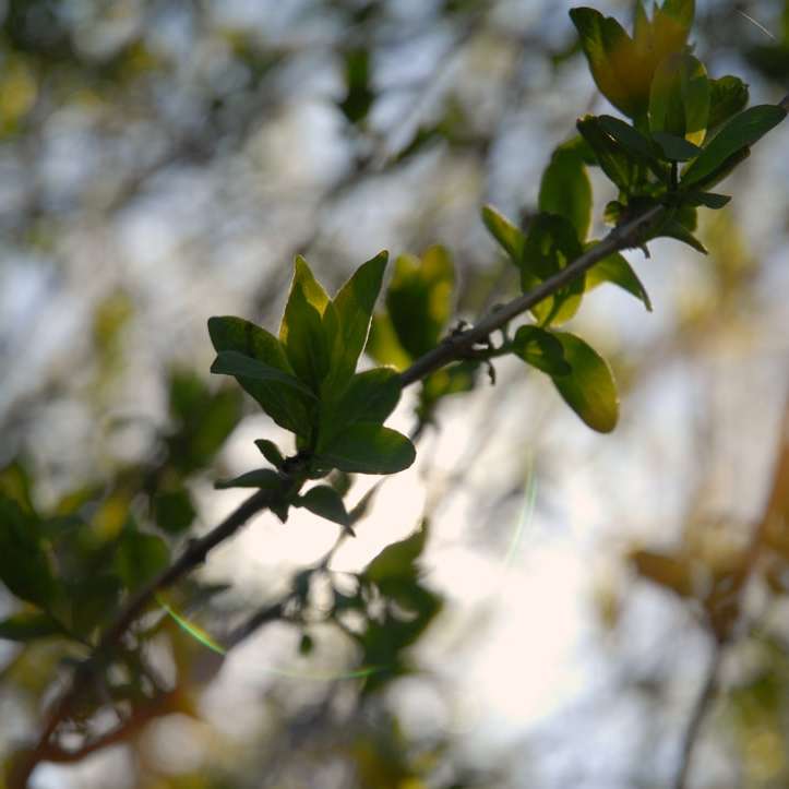 gröna blad i tilt shift-lins glidande pussel online