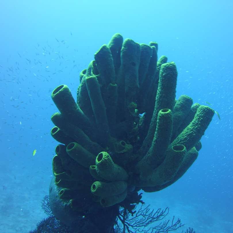 zielono-czarna rafa koralowa puzzle online