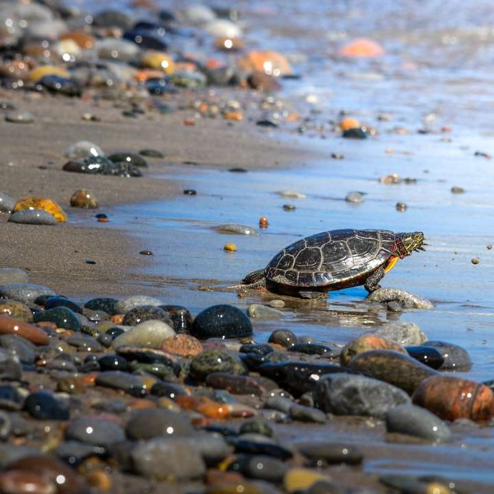 brązowy żółw na wodzie w ciągu dnia puzzle przesuwne online