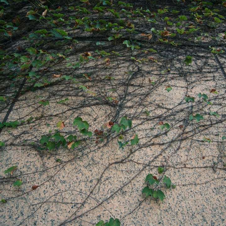 zelené listy na šedé betonové podlaze online puzzle