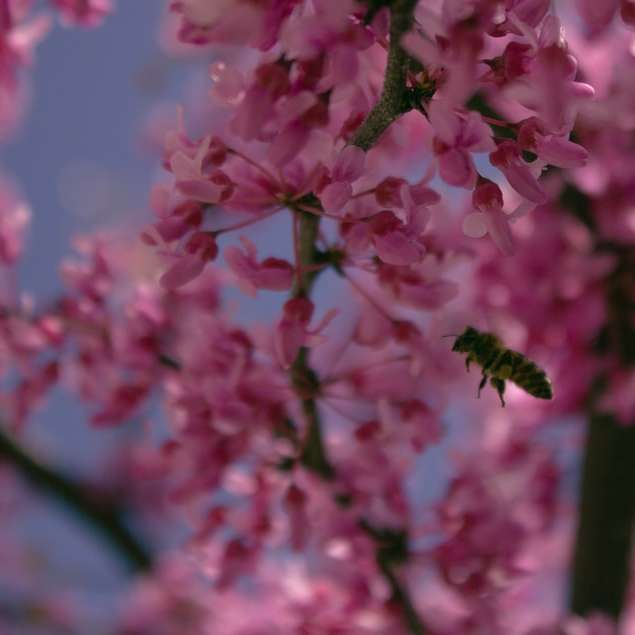 rosa blommor i tilt shift-lins glidande pussel online