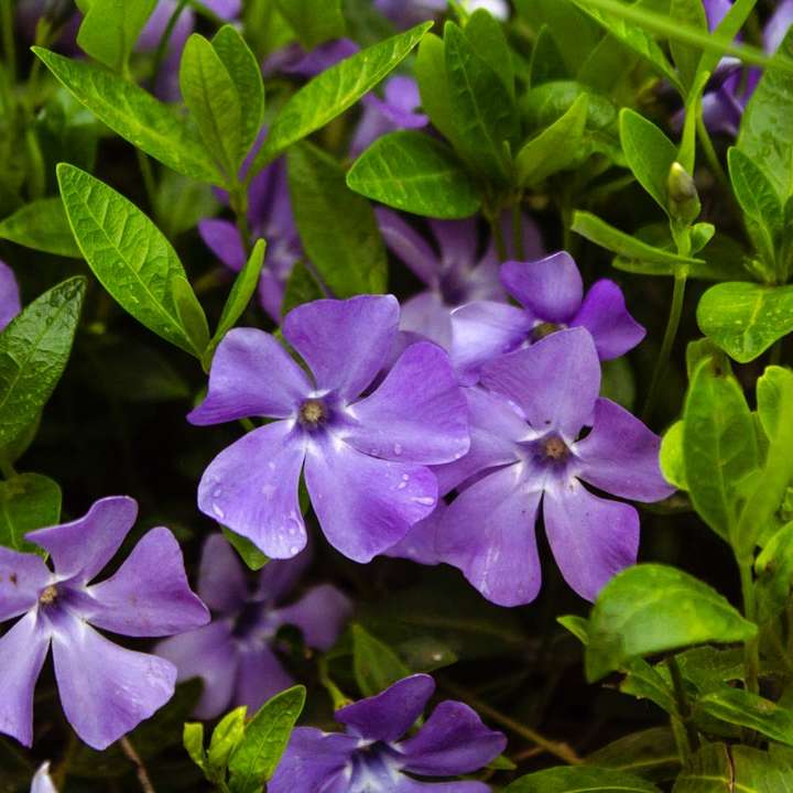 фиолетовый цветок с зелеными листьями онлайн-пазл