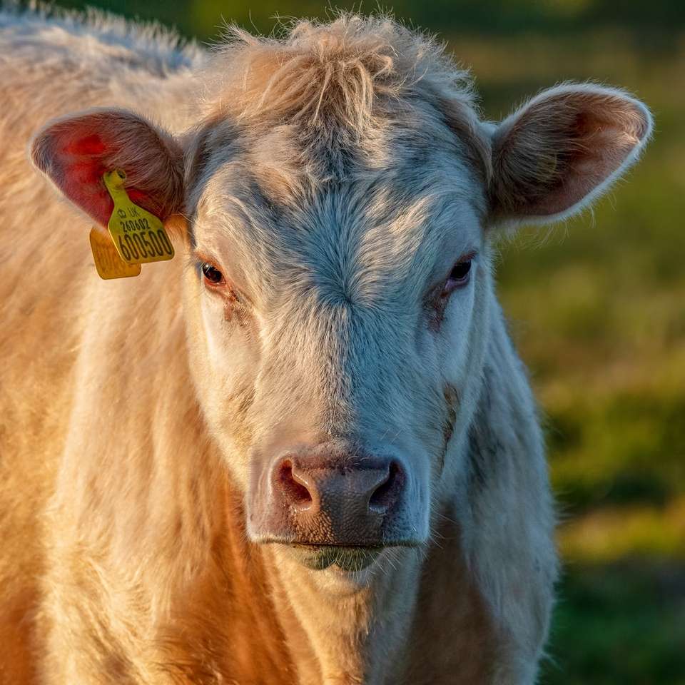 brązowa krowa na zielonym polu trawy w ciągu dnia puzzle online