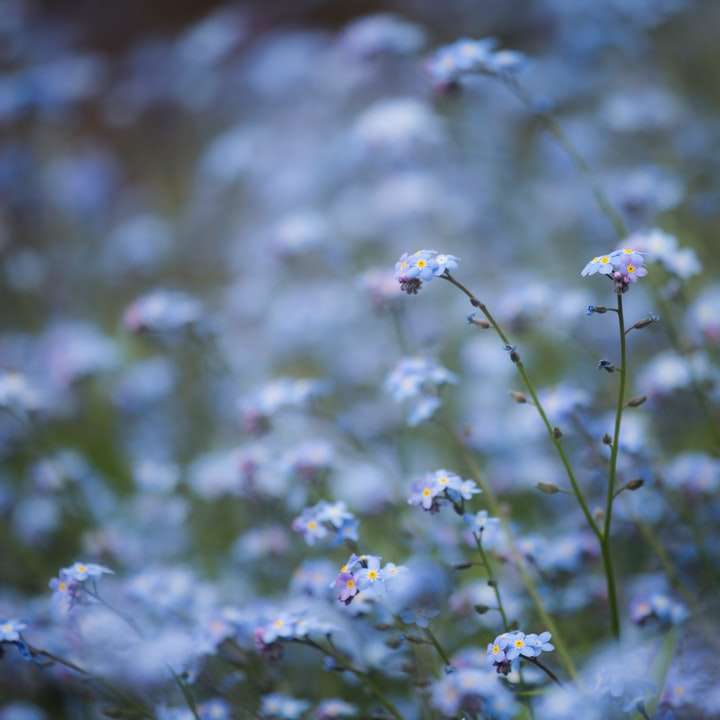 flori albe și violete în lentila tilt shift alunecare puzzle online