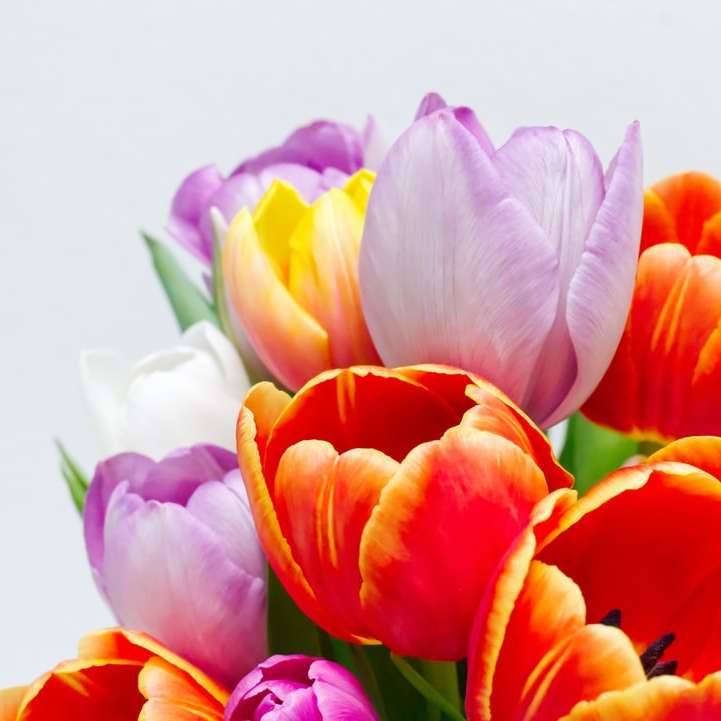 różowe i pomarańczowe tulipany w rozkwicie puzzle online