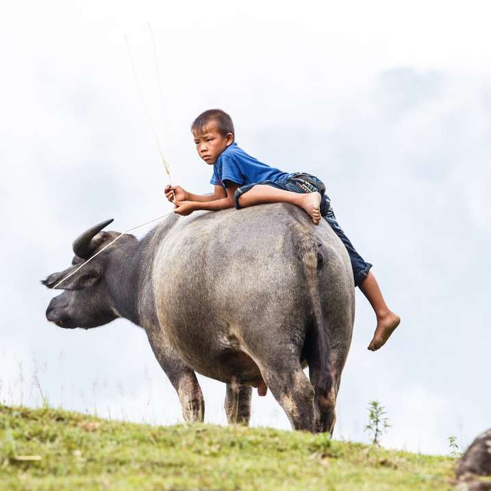man in blue shirt riding black water buffalo online puzzle