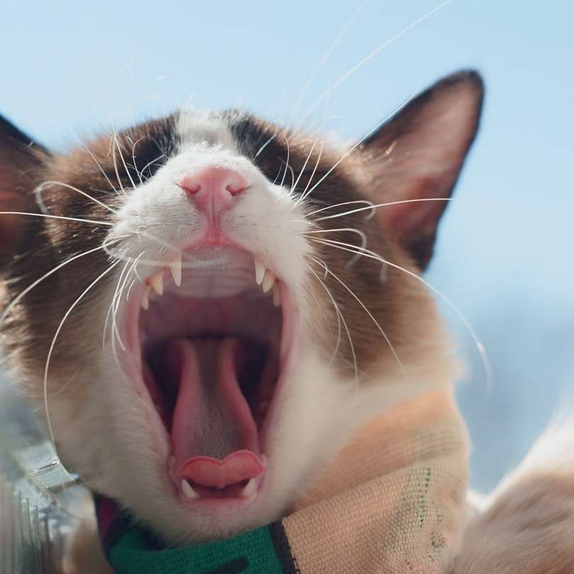 бяла и кафява котка със зелен шал плъзгащ се пъзел онлайн