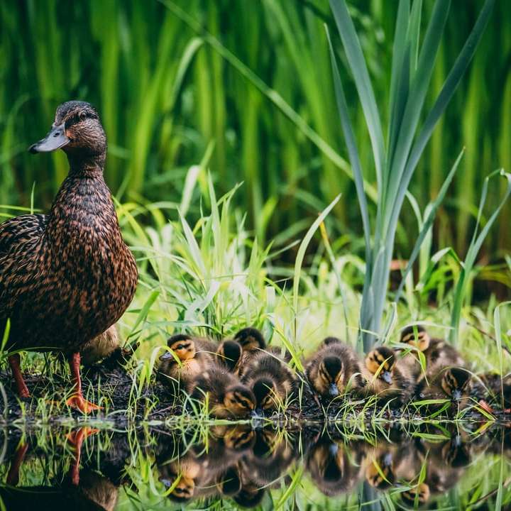 brązowa kaczka na zielonej trawie w ciągu dnia puzzle przesuwne online