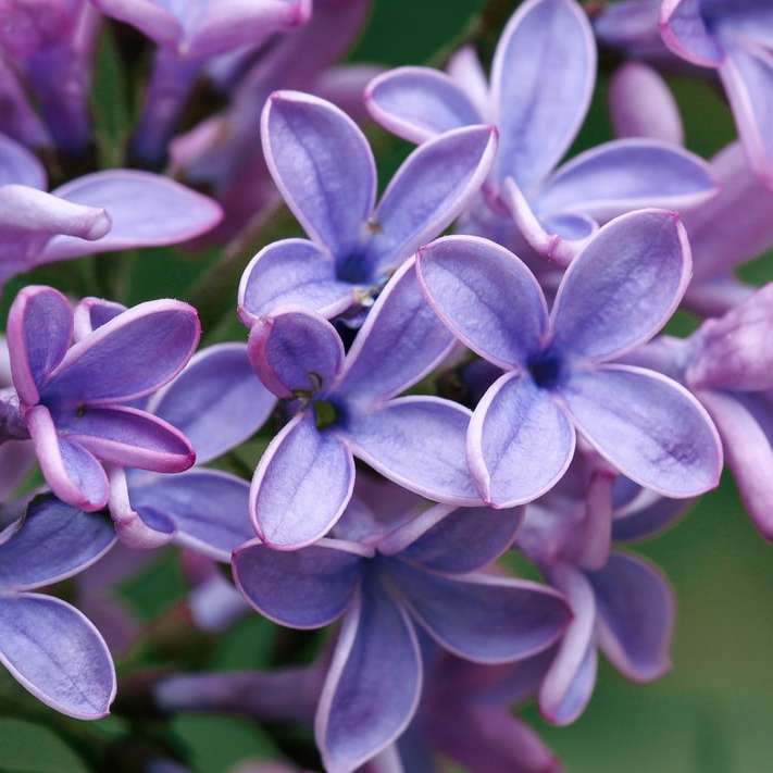 floare violet și albă în macro fotografie puzzle online