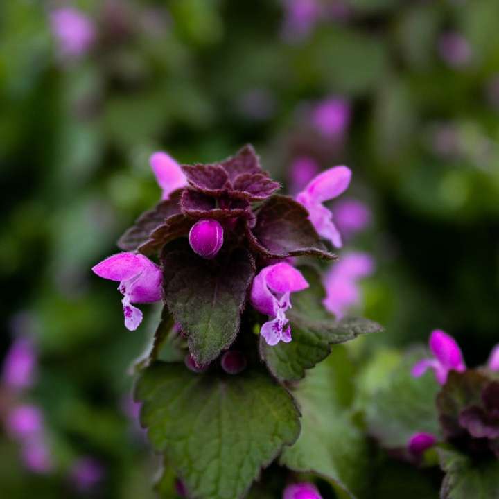 purple flower in tilt shift lens sliding puzzle online