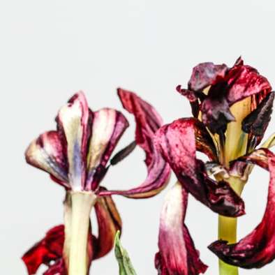 Κόκκινα και κίτρινα πέταλα λουλουδιών συρόμενο παζλ online