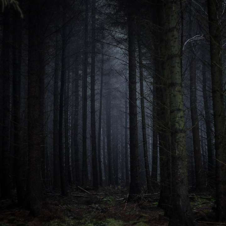 фотография леса онлайн-пазл