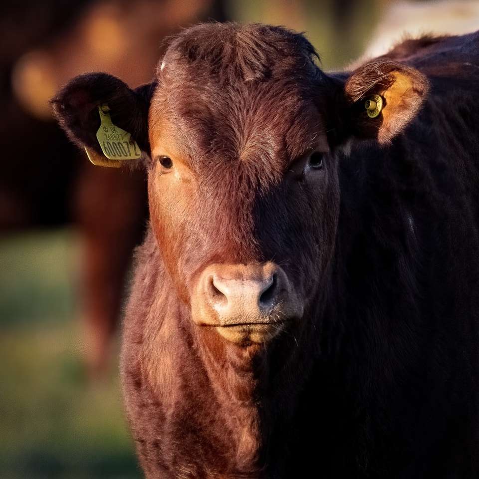 brun ko i grönt gräs under dagtid glidande pussel online
