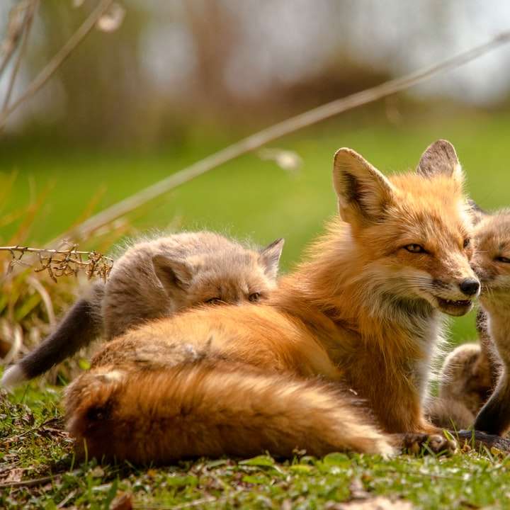 oranje vos die overdag op groen gras ligt online puzzel