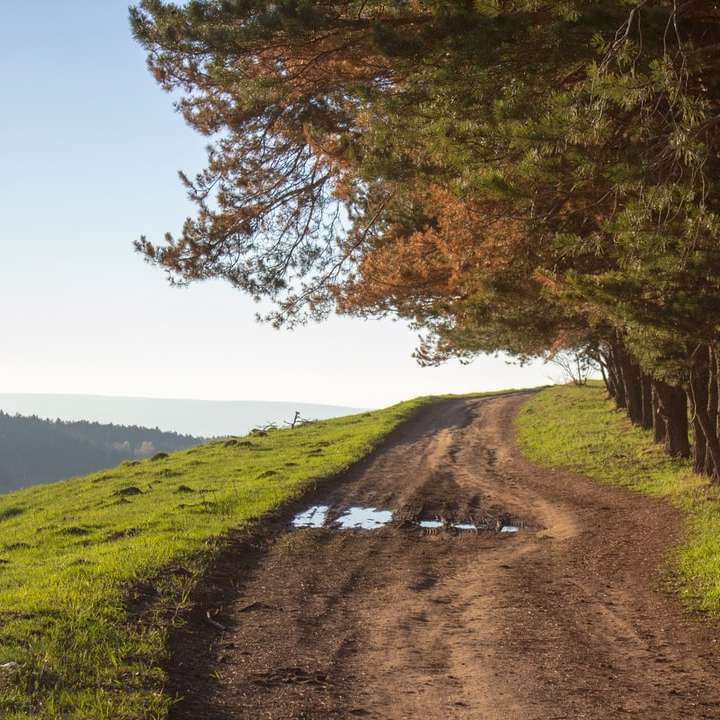 barna ösvény zöld füves mező és a fák között online puzzle