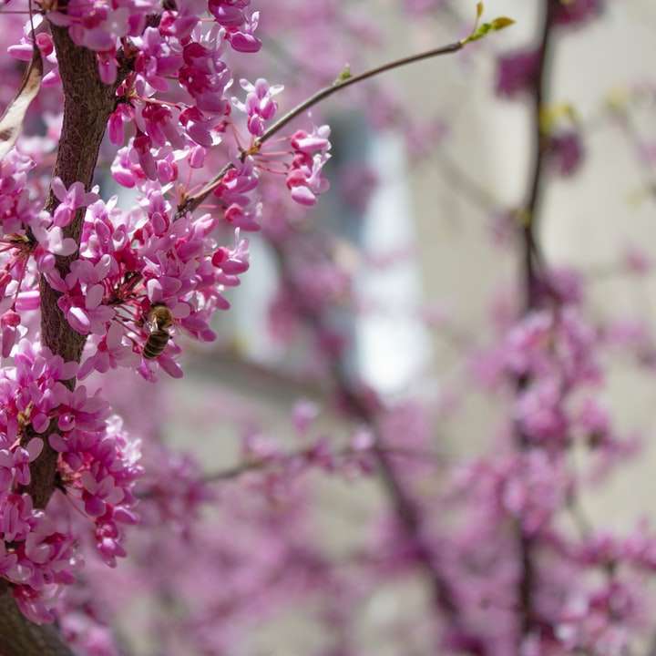 チルトシフトレンズのピンクの花 オンラインパズル