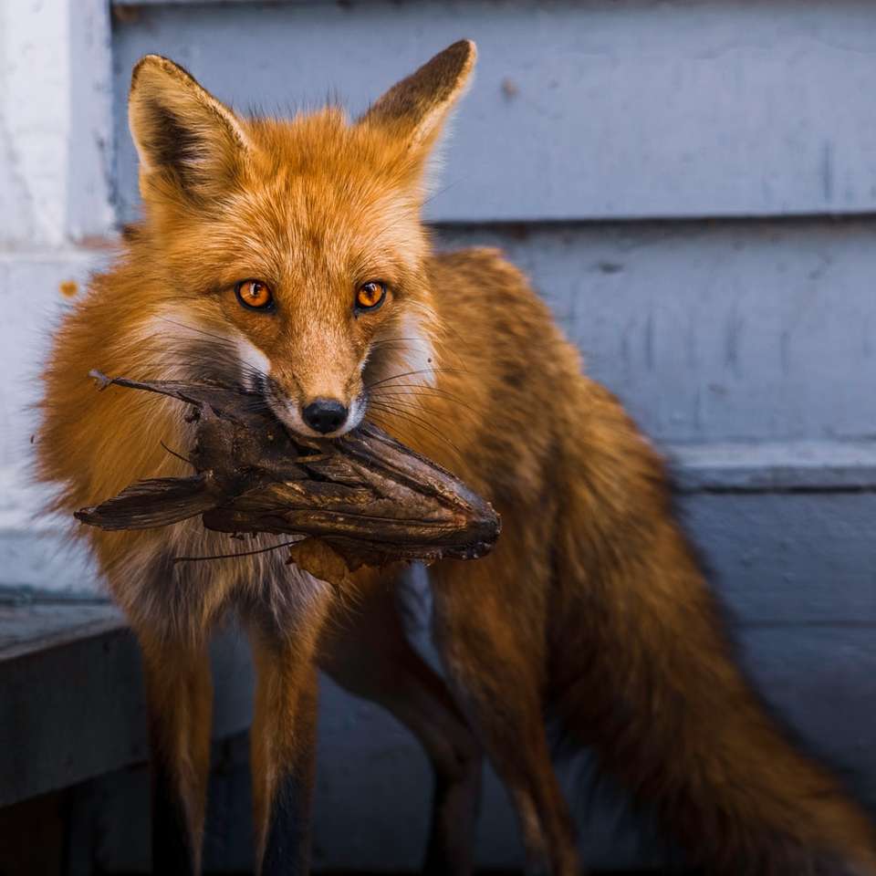 καφέ αλεπού σε γκρίζο ξύλινο φράχτη συρόμενο παζλ online