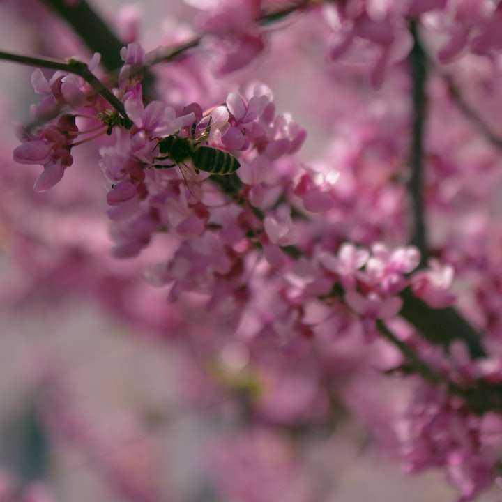 Розовый цветок в объективе с наклоном и сдвигом онлайн-пазл