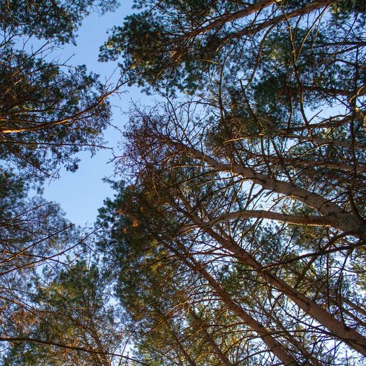 brązowe drzewo pod błękitnym niebem w ciągu dnia puzzle przesuwne online